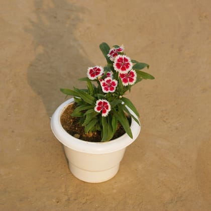 Buy Dianthus (any colour) in 6 Inch Classy White Plastic Pot Online | Urvann.com