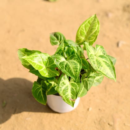 Buy Syngonium Green in 4 Inch White Nursery Pot Online | Urvann.com