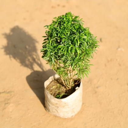 Buy Aralia Green in 4 Inch Nursery Bag Online | Urvann.com