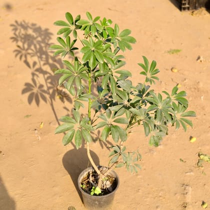 Buy Schefflera Green in 8 Inch Nursery Pot Online | Urvann.com