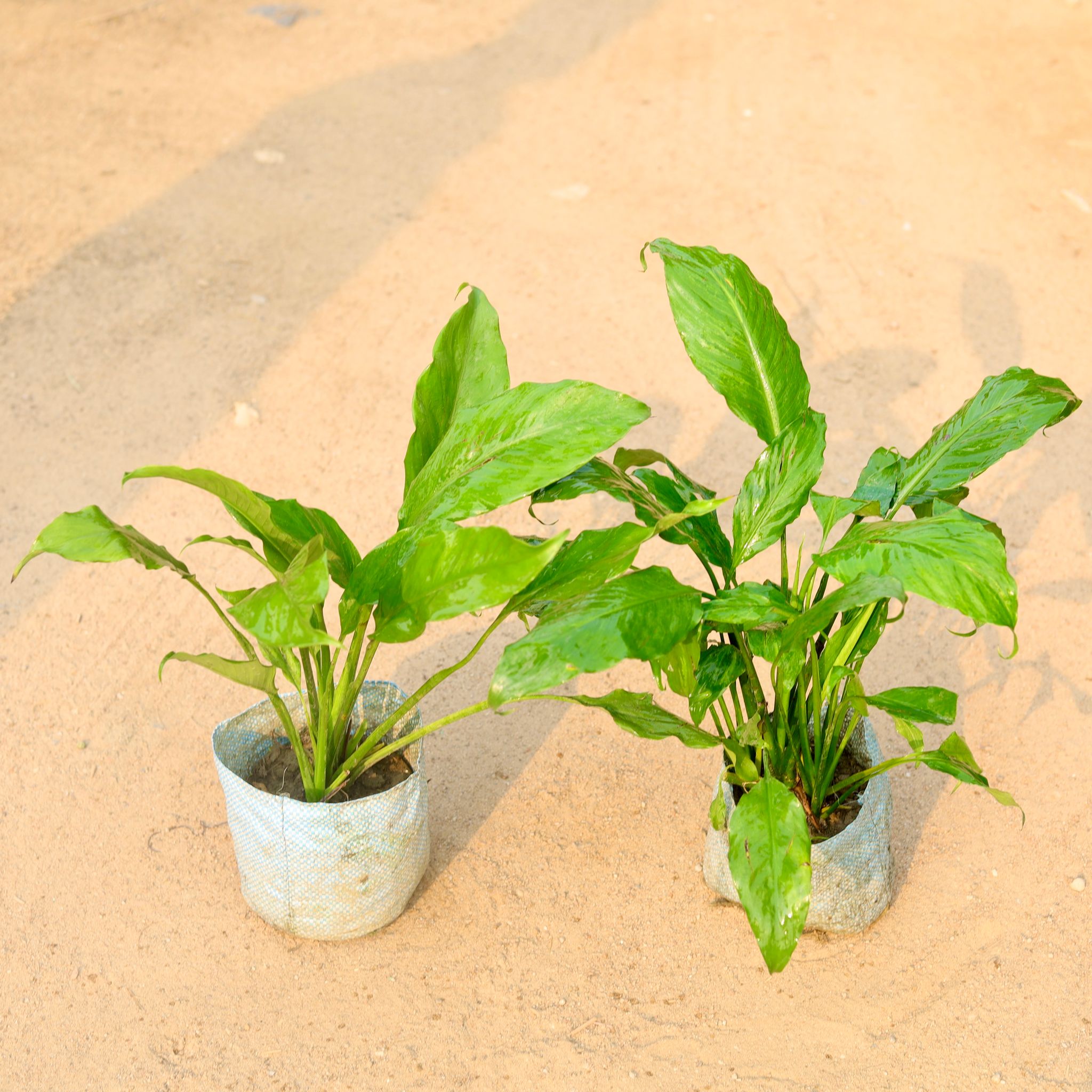 Set of 2 - Peace Lily (any colour) in 4 Inch Nursery Bag