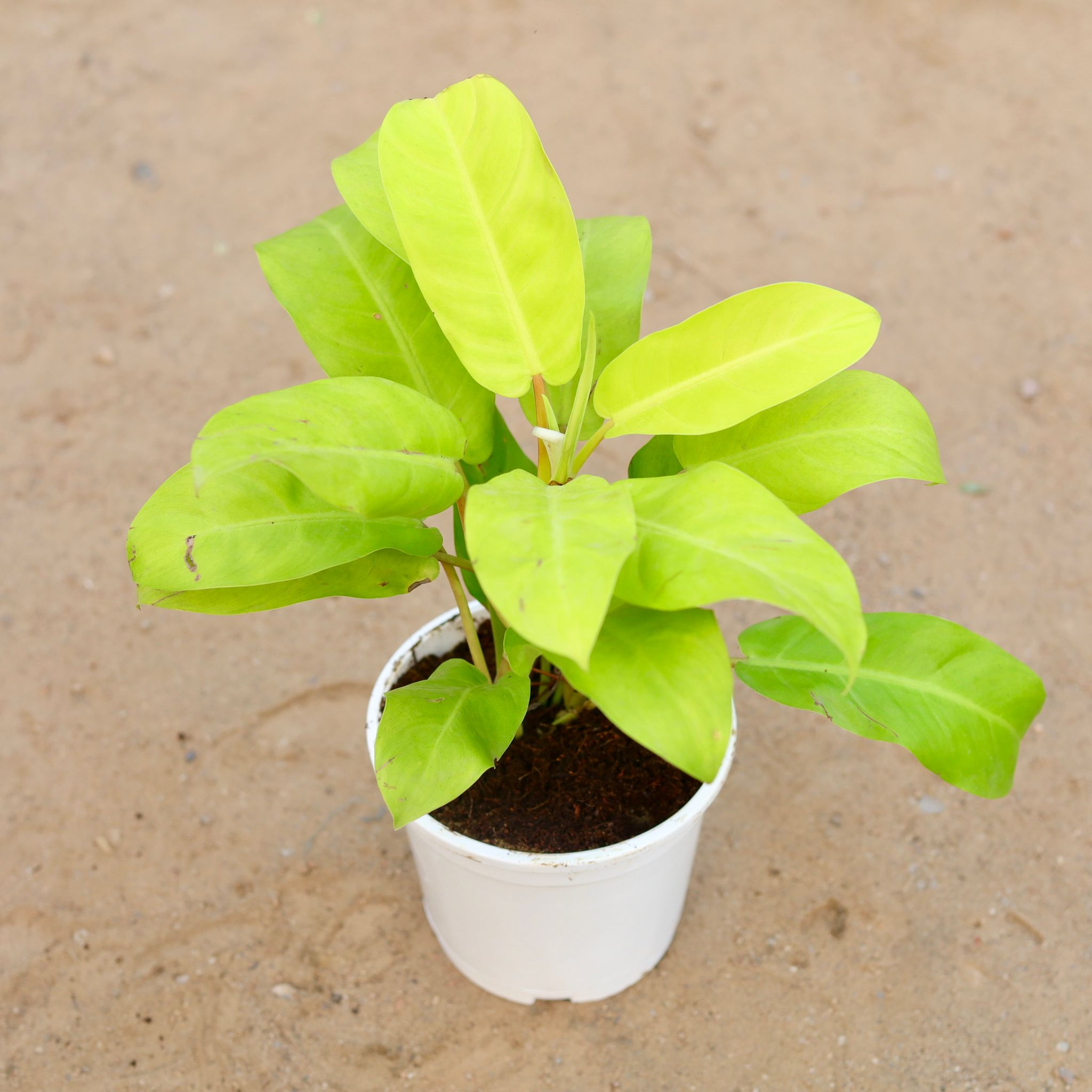 Philodendron Golden in 6 Inch White Nursery Pot