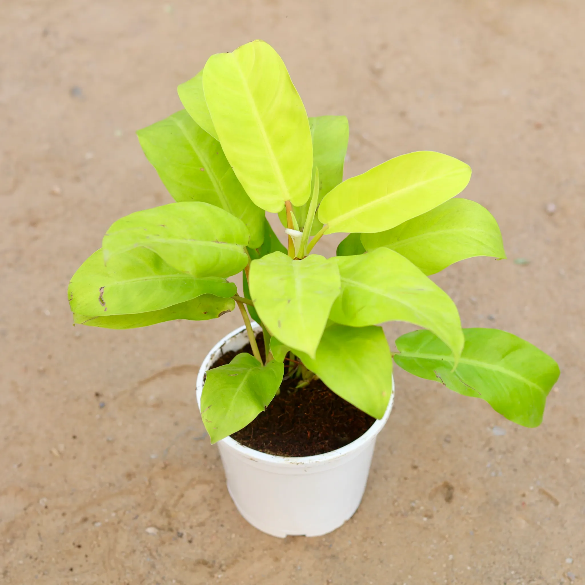 Philodendron Golden in 6 Inch White Nursery Pot