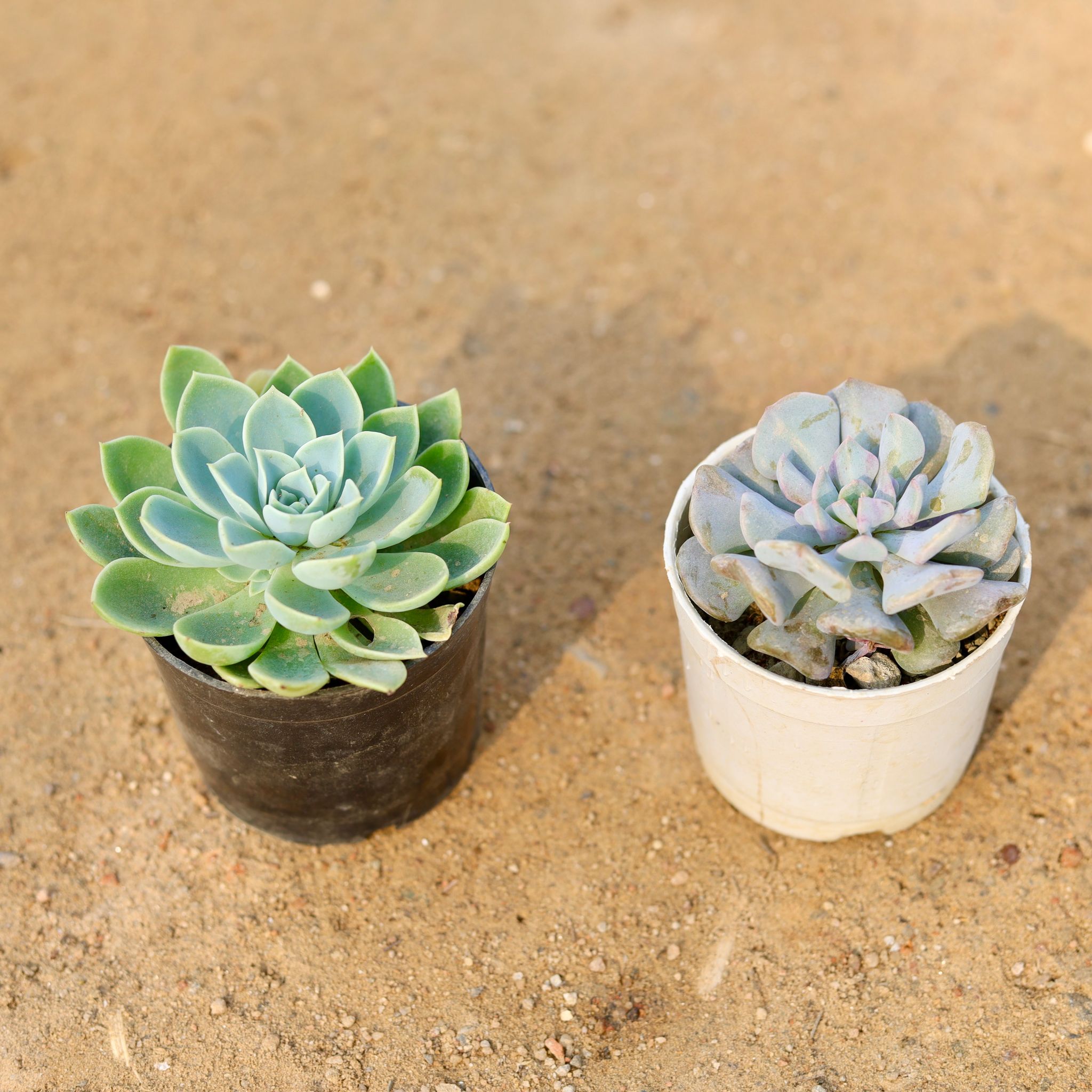 Set of 2 - Echeveria Elegance & Echeveria Runyonni Succulent in 3 Inch Nursery Pot