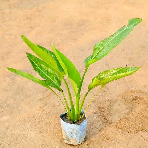 Traveller Palm (~2-3 ft) in 8 Inch Nursery Bag