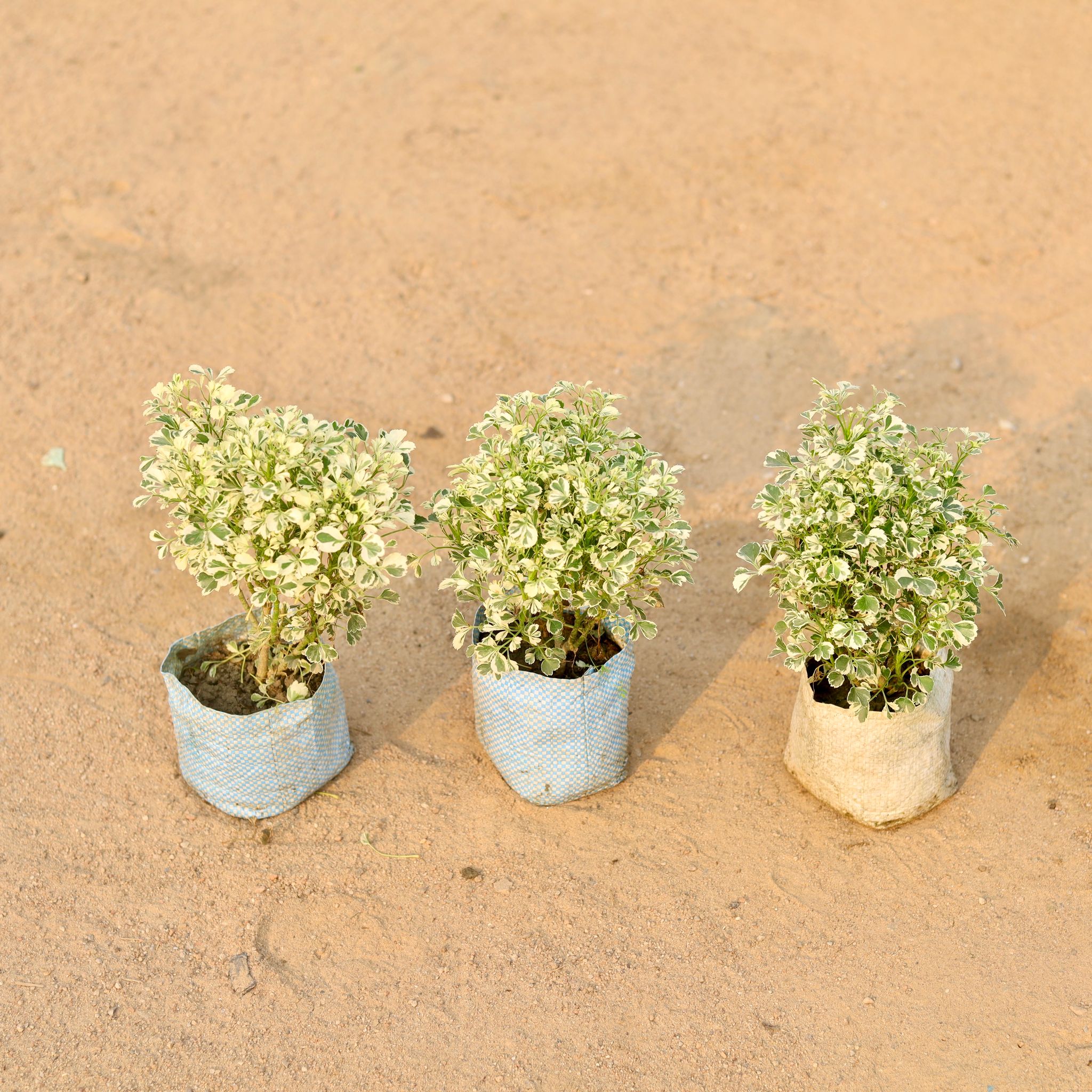 Set of 3 - Aralia Variegated Dwarf in 5 Inch Nursery Bag