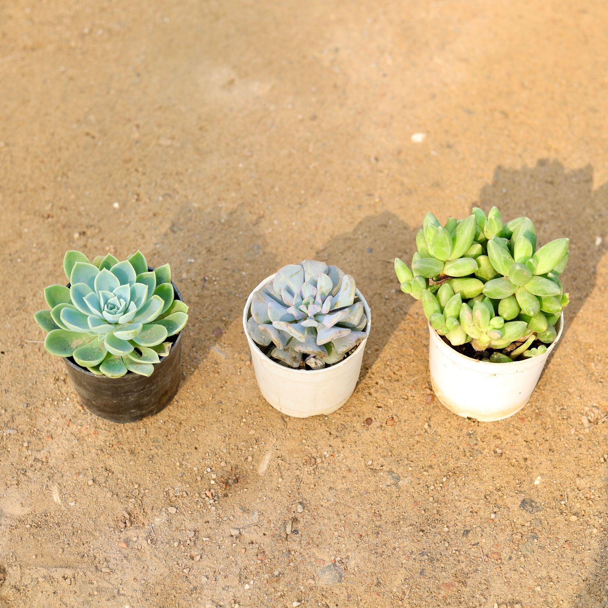 Set of 3 - Echeveria Elegance, Echeveria Runyonni & Pachyphytum Hookery Succulent in 3 Inch Nursery Pot