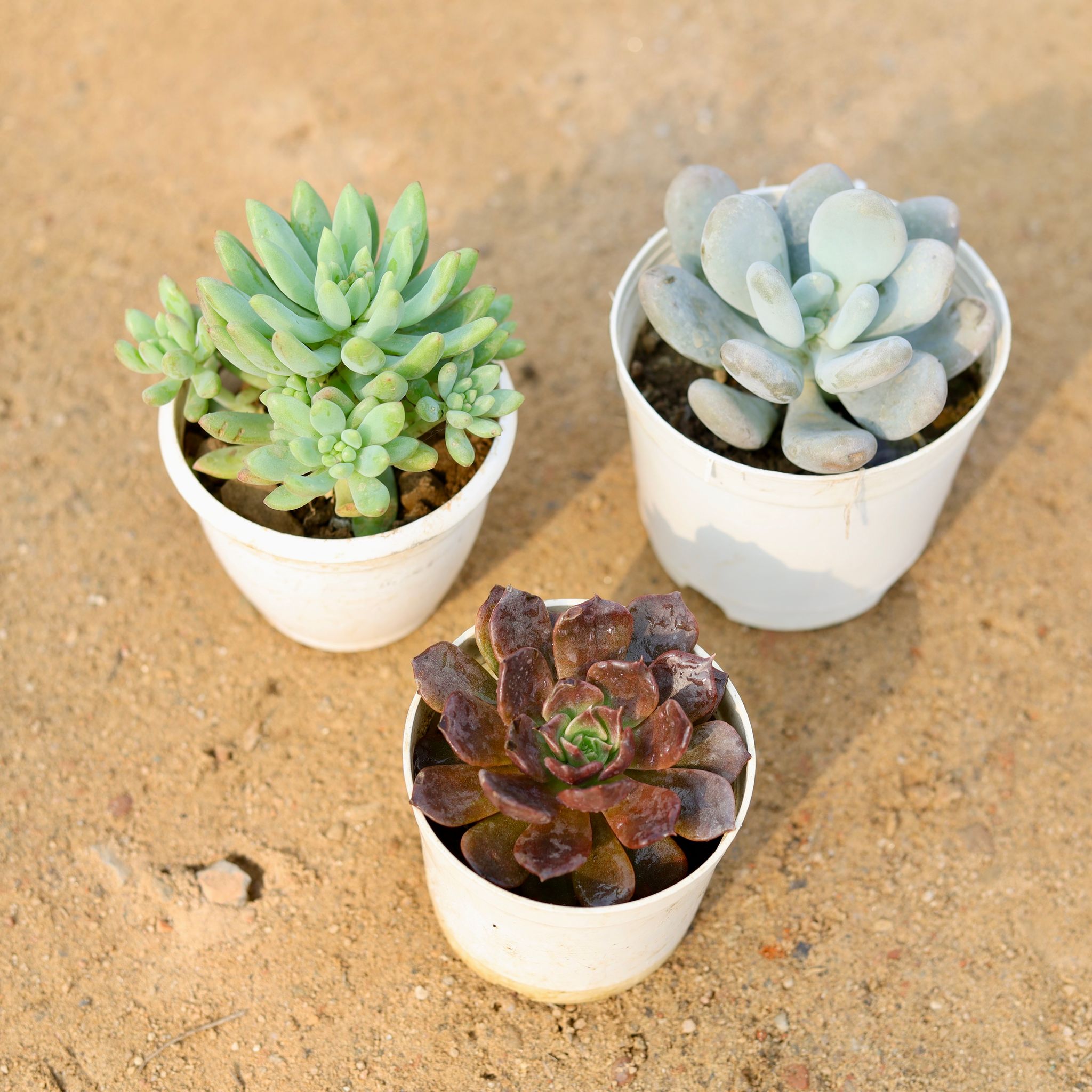 Set of 3 - Jelly Bean, Moonstone & Echeveria Chocolate Succulent in 3 Inch Nursery Pot