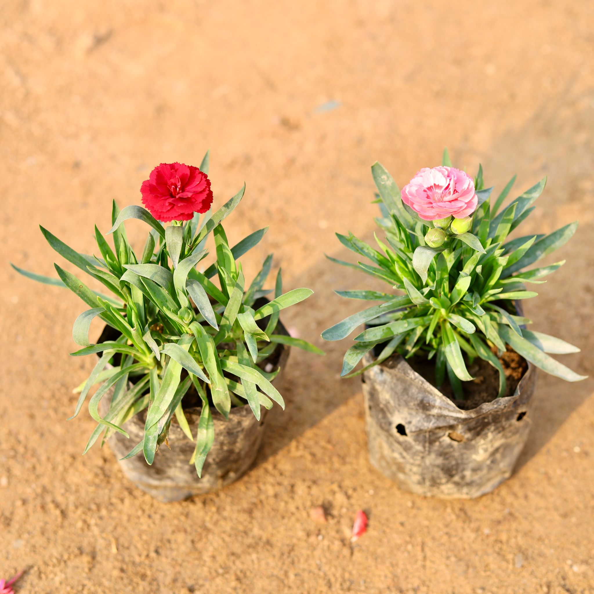 Set of 2 - Carnation any colour in 4 Inch Nursery Bag