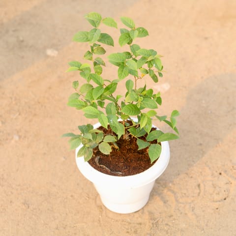 Madhumalti Bel / Rangoon Creeper / Jhumka Bel Dwarf in 8 Inch Classy White Plastic Pot