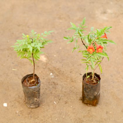 Buy Set of 2 - Tecoma Compensis Orange & Red Pune Variety in 4 Inch Nursery Bag Online | Urvann.com