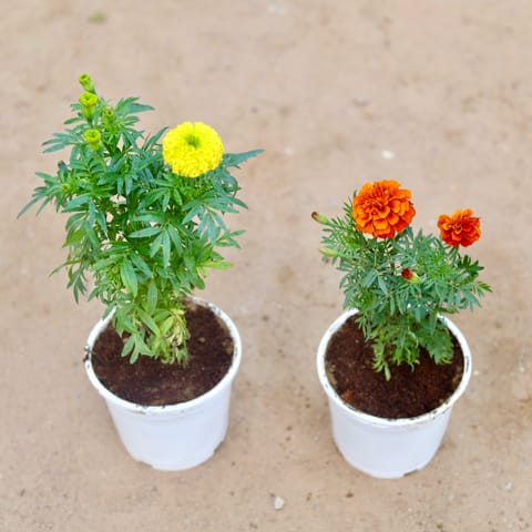 Set of 2 - Marigold / Genda Yellow & Marigold / Genda French (any colour) in 6 Inch White Nursery Pot