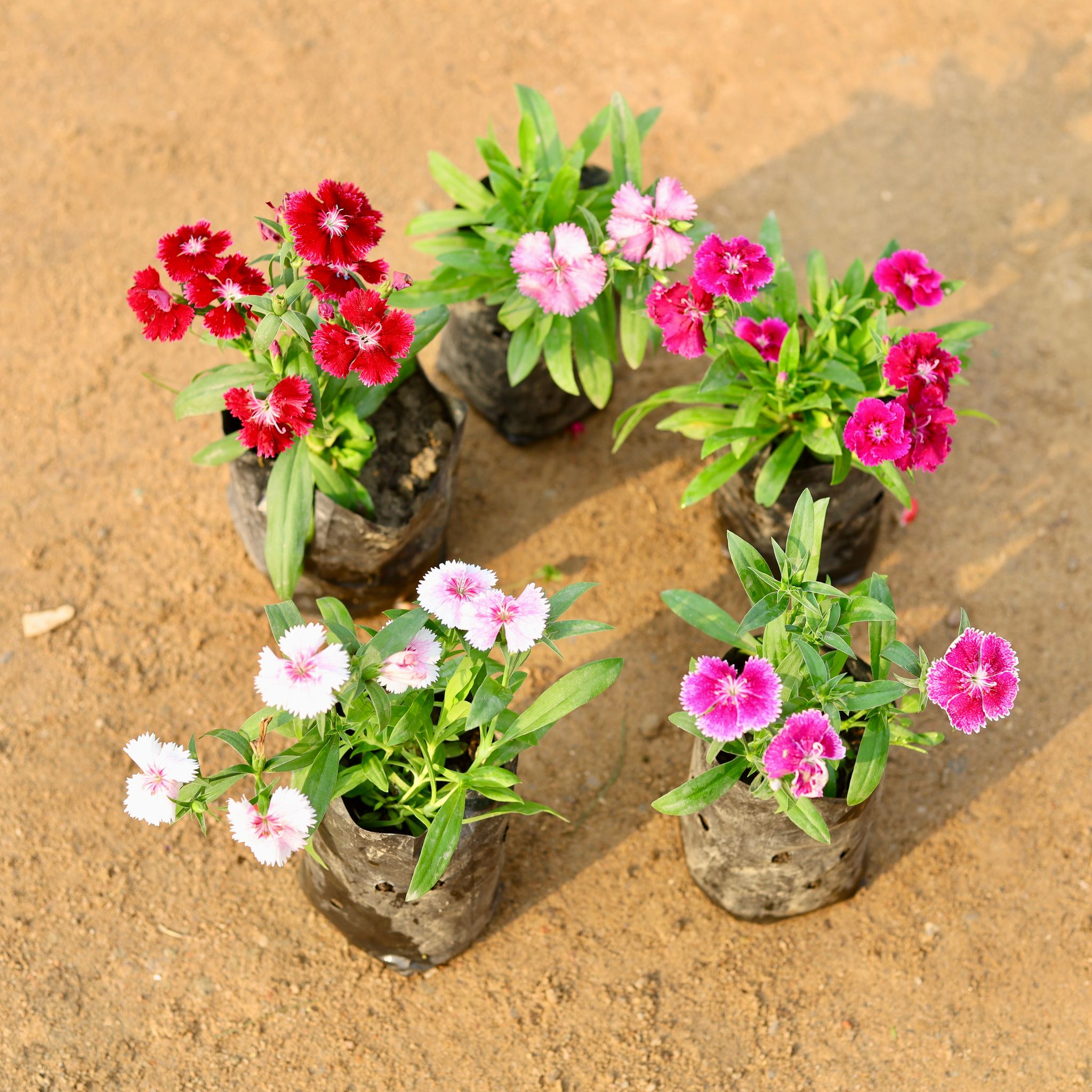 Set of 5 - Dianthus (any colour) in 4 Inch Nursery Bag