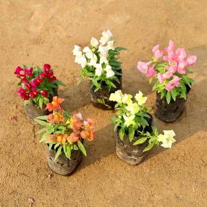 Buy Set of 5 - Dog Flower (any colour) in 4 Inch Nursery Bag Online | Urvann.com
