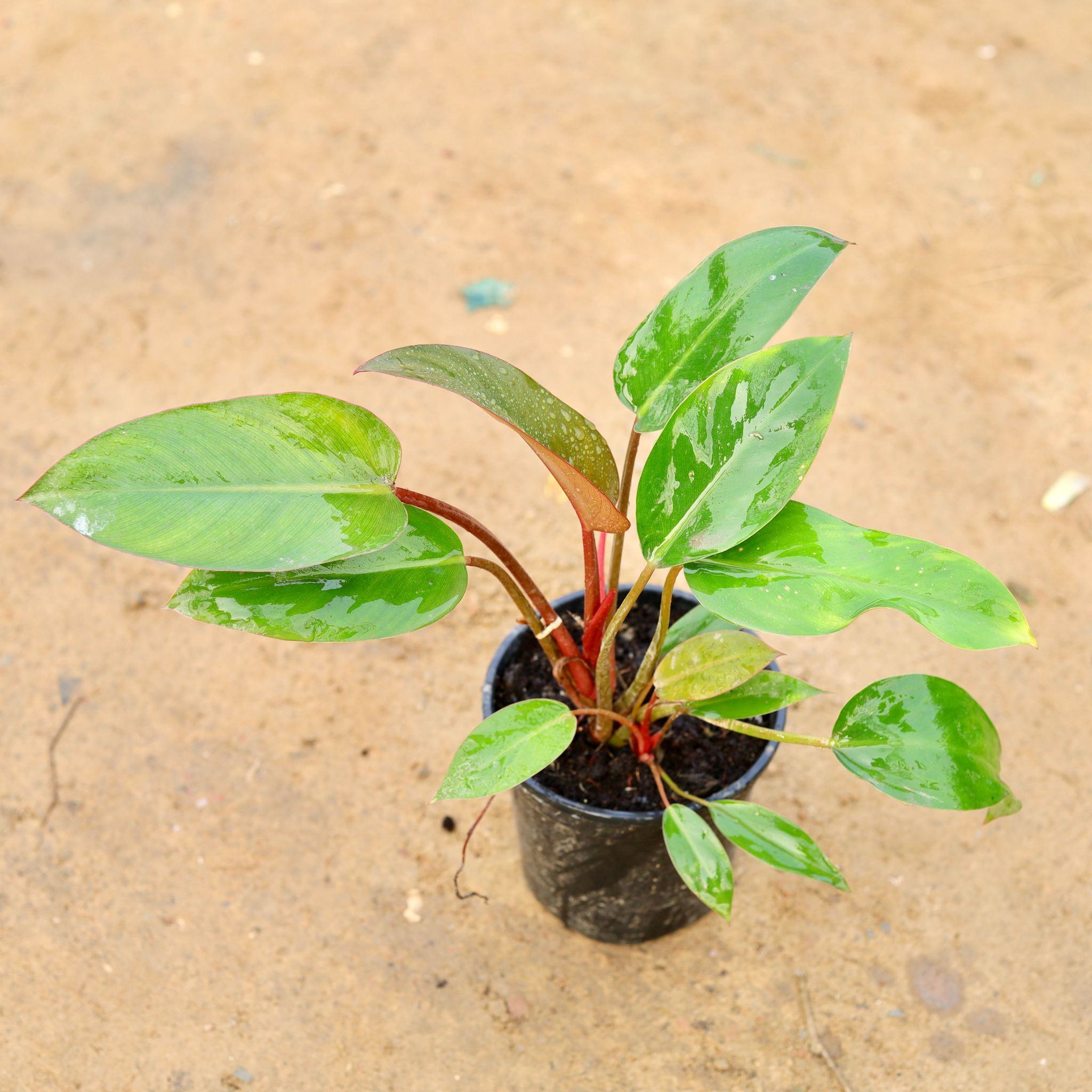 Philodendron Black in 6 Inch Nursery Pot