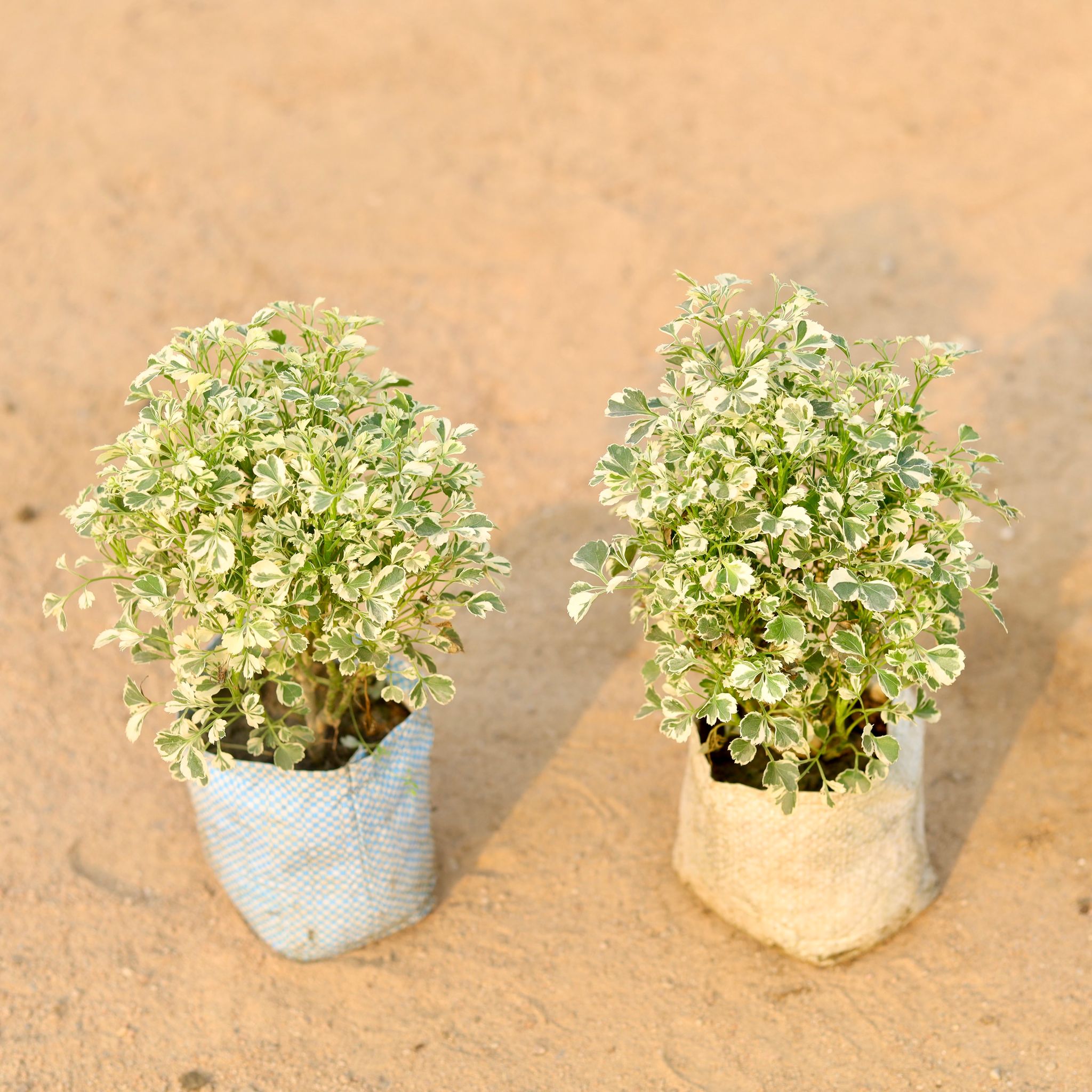 Set of 2 - Aralia Variegated Dwarf in 5 Inch Nursery Bag