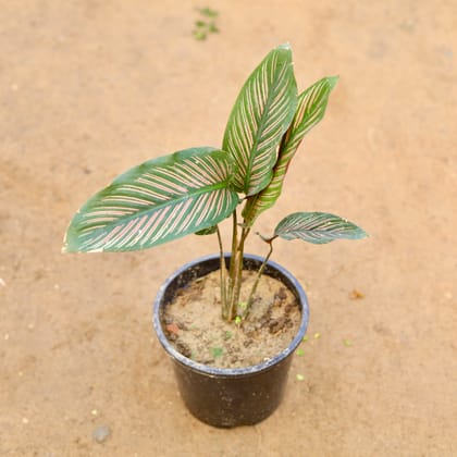Buy Calathea Ornata Pinstripe Tall in 6 Inch Nursery Pot Online | Urvann.com