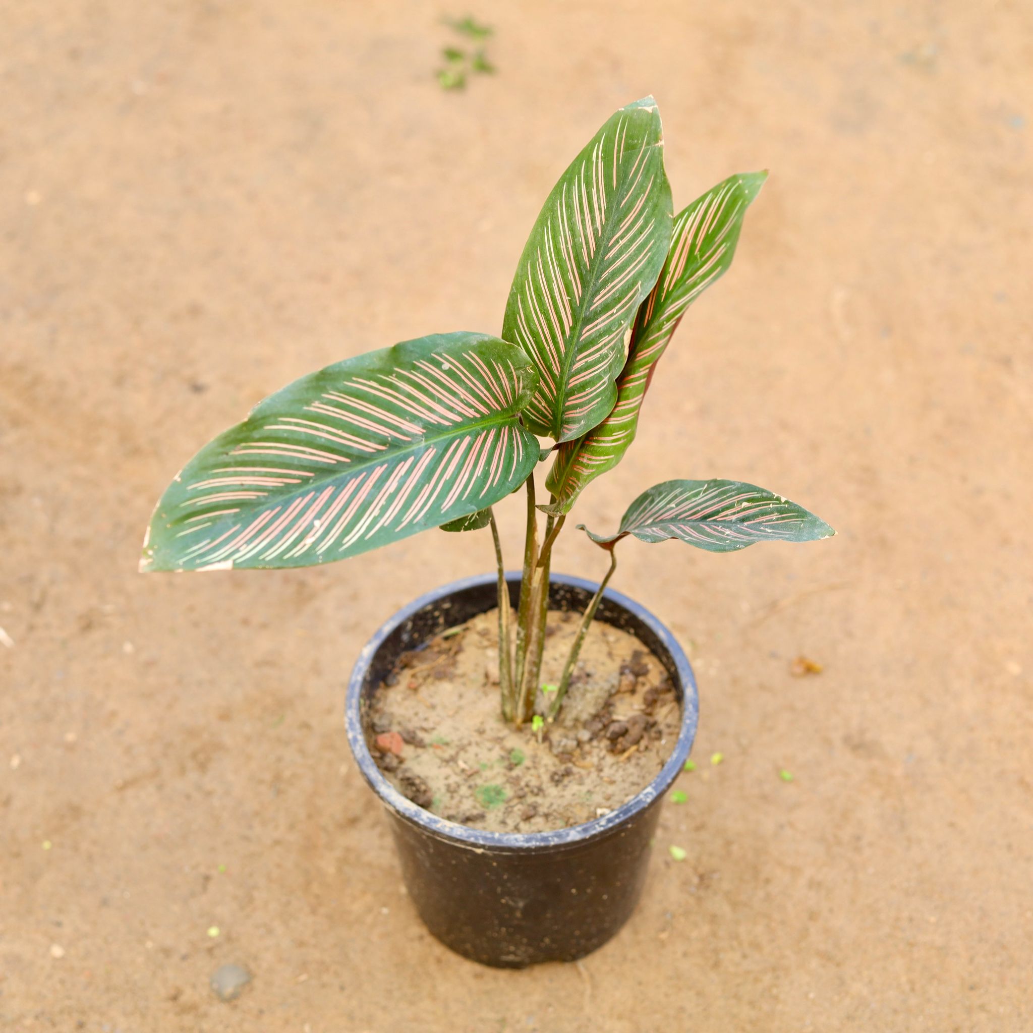 Calathea Ornata Pinstripe in 5 Inch Nursery Pot