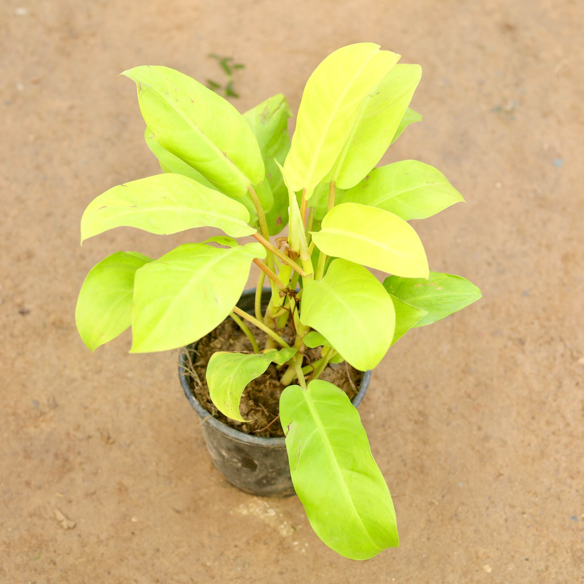 Philodendron Golden in 6 Inch Nursery Pot