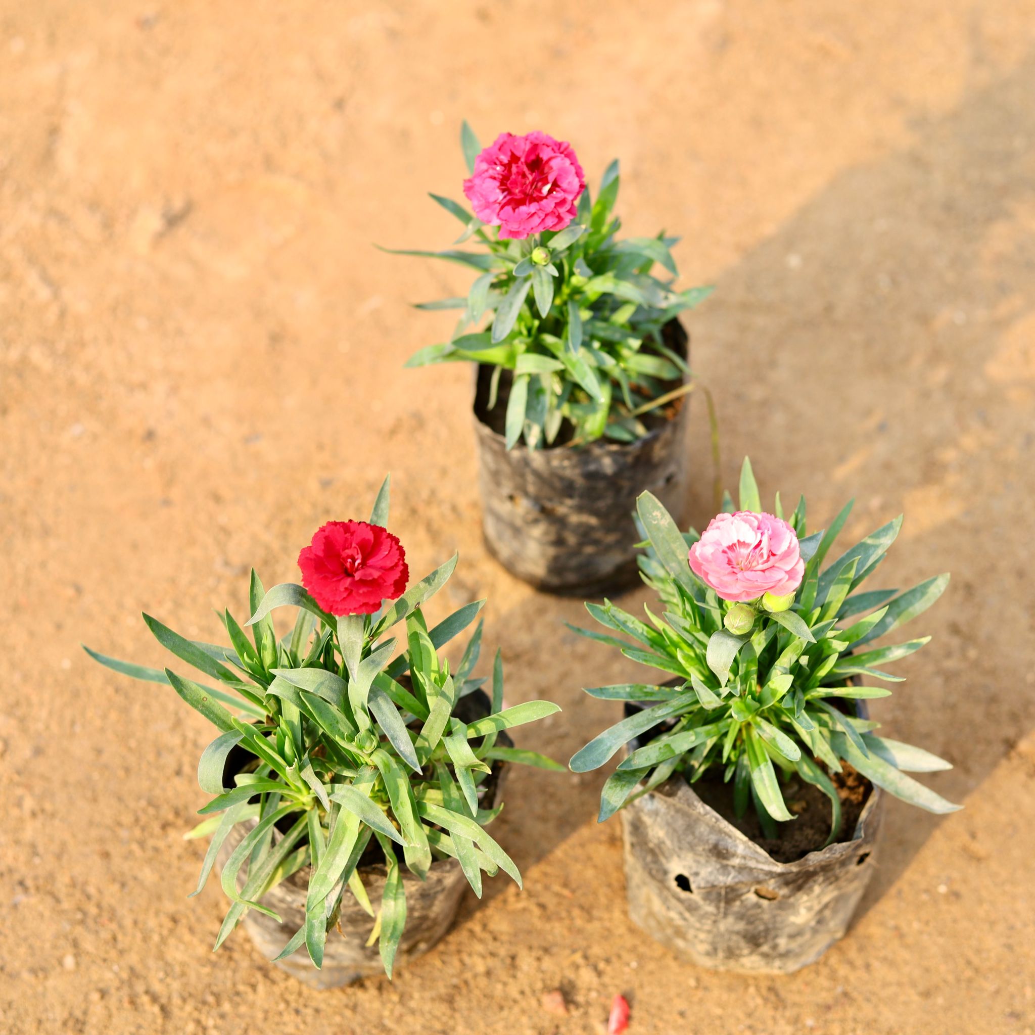 Set of 3 - Carnation (any colour) in 4 Inch Nursery Bag