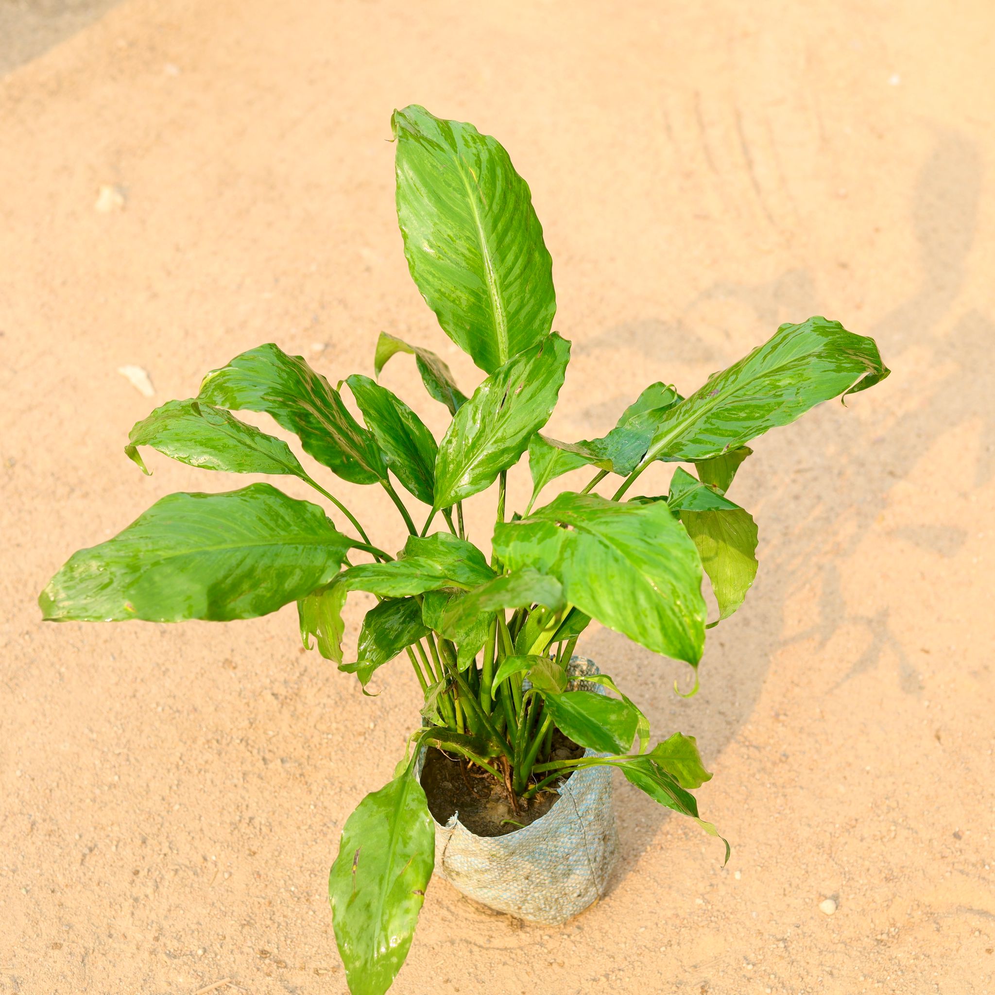 Peace Lily in 4 Inch Nursery Bag