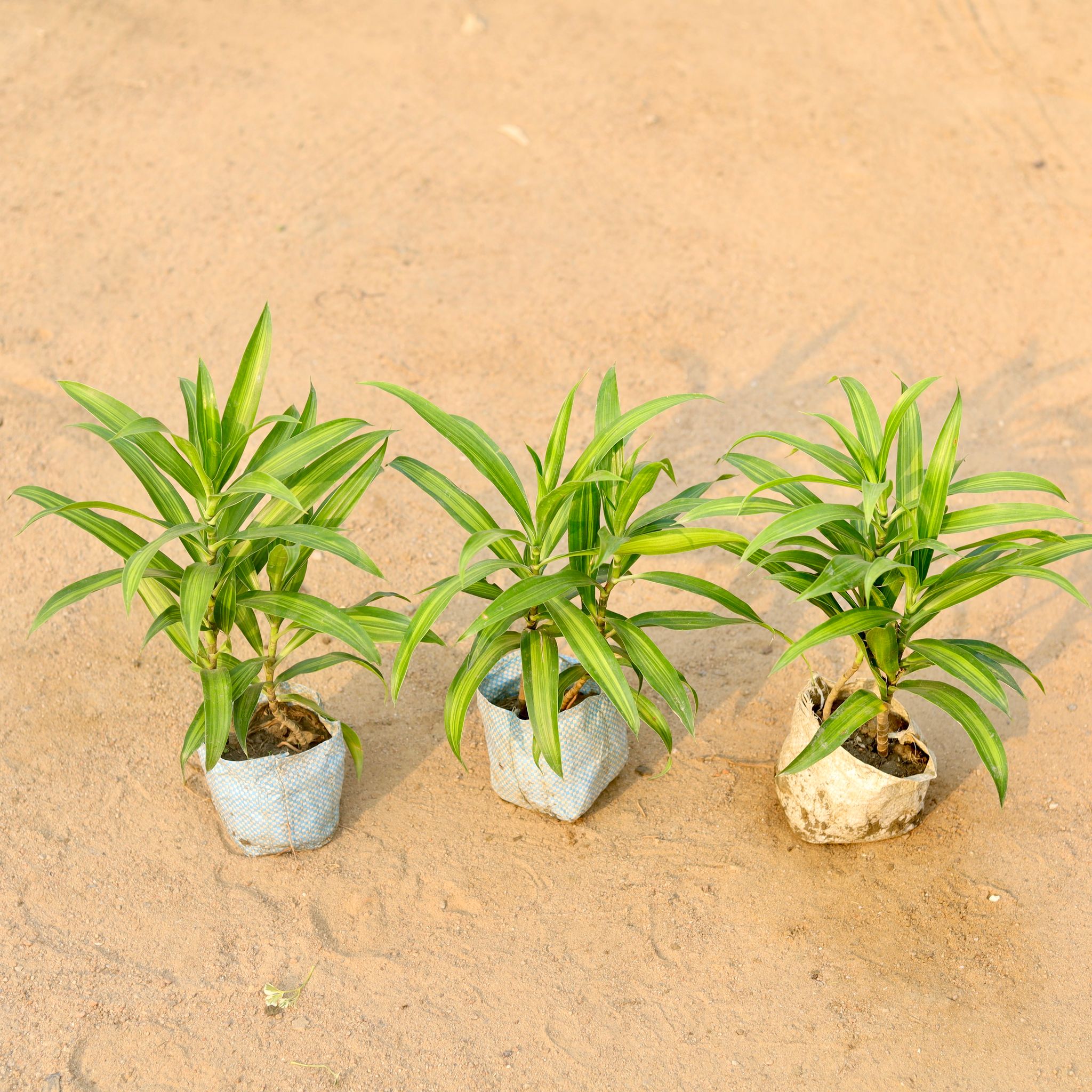Set of 3 - Song Of India Green / Dracaena Messenger in 4 Inch Nursery Bag