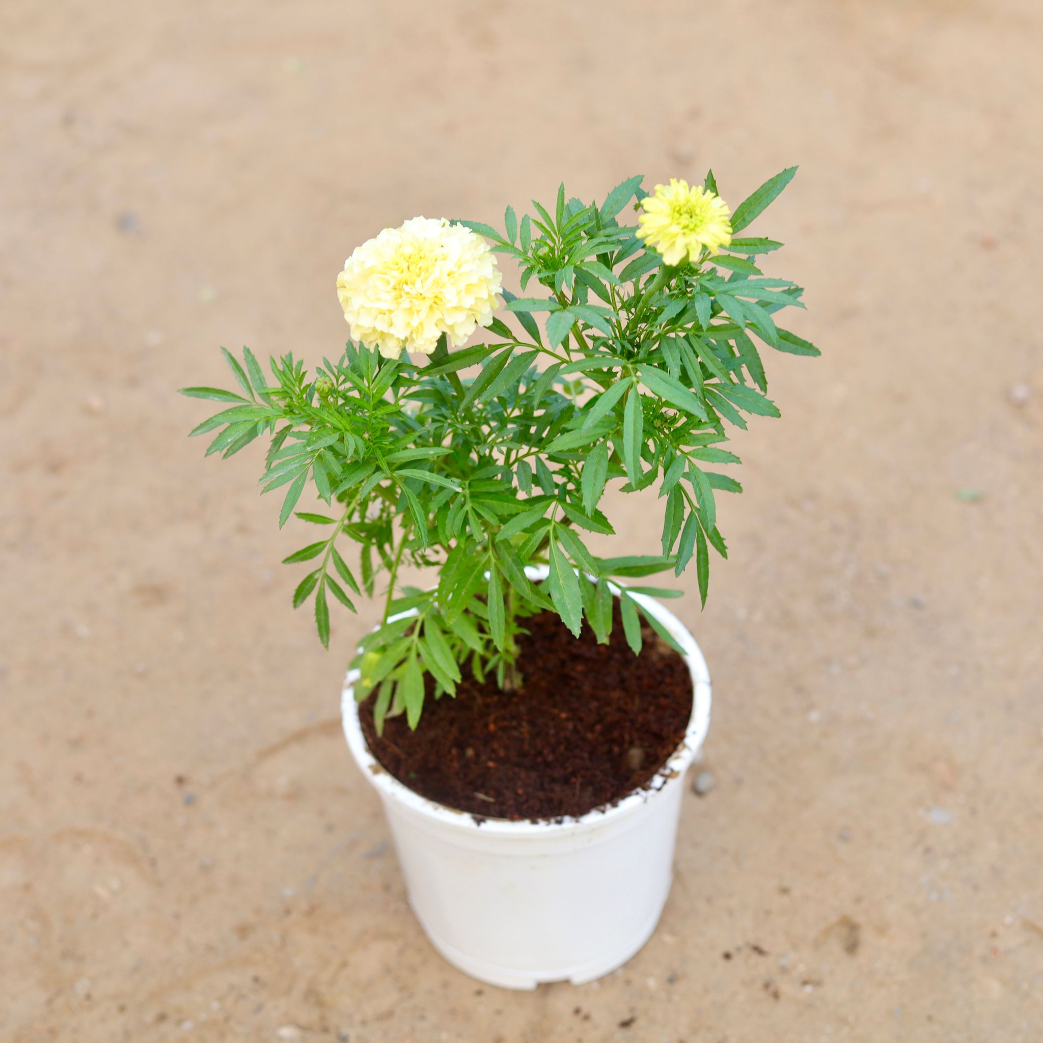 White Marigold / Genda Rare in 6 Inch White Nursery Pot