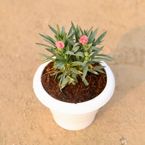 Carnation (any colour) in 6 Inch Classy White Plastic Pot