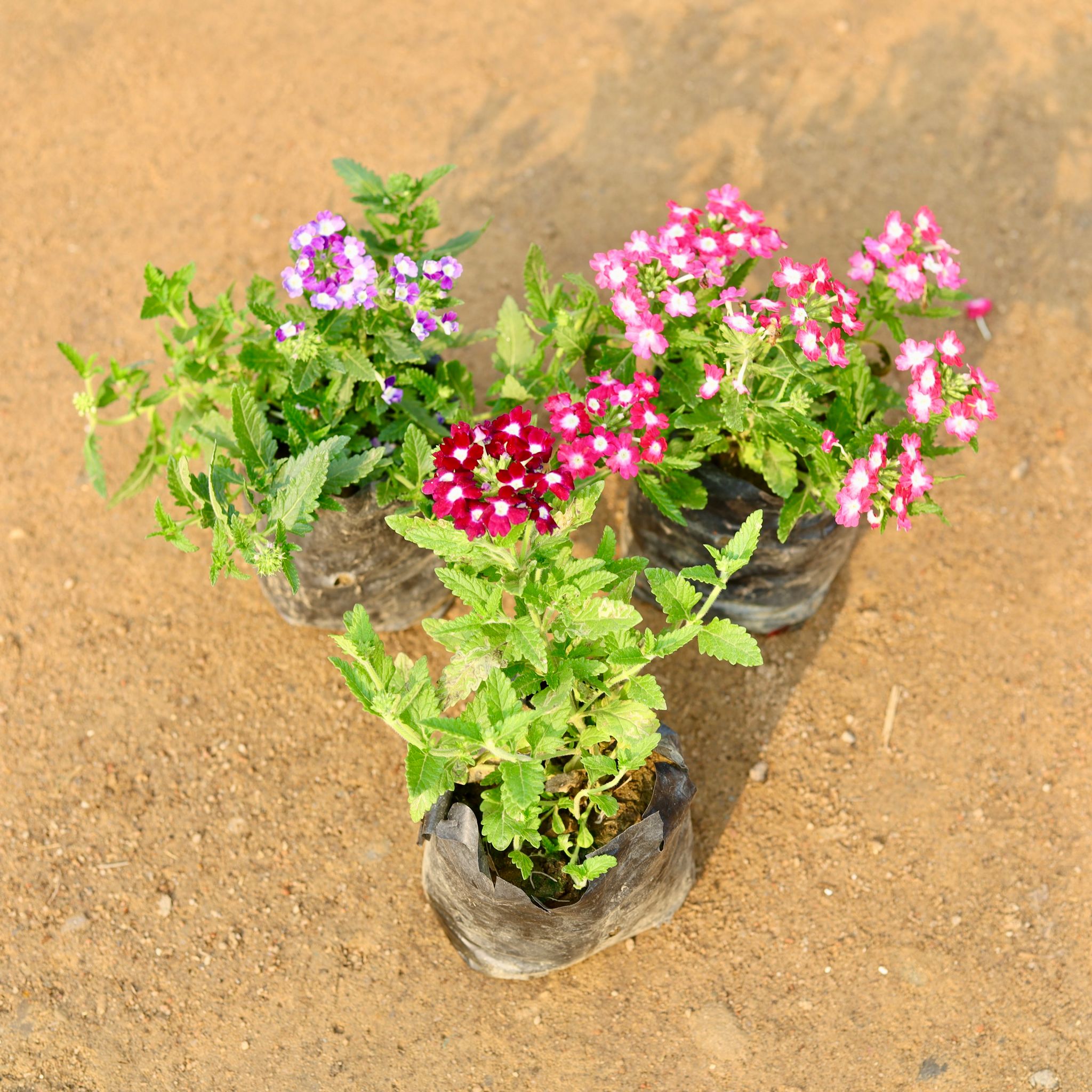 Set of 3 - Verbena (any colour) in 4 Inch Nursery Bag