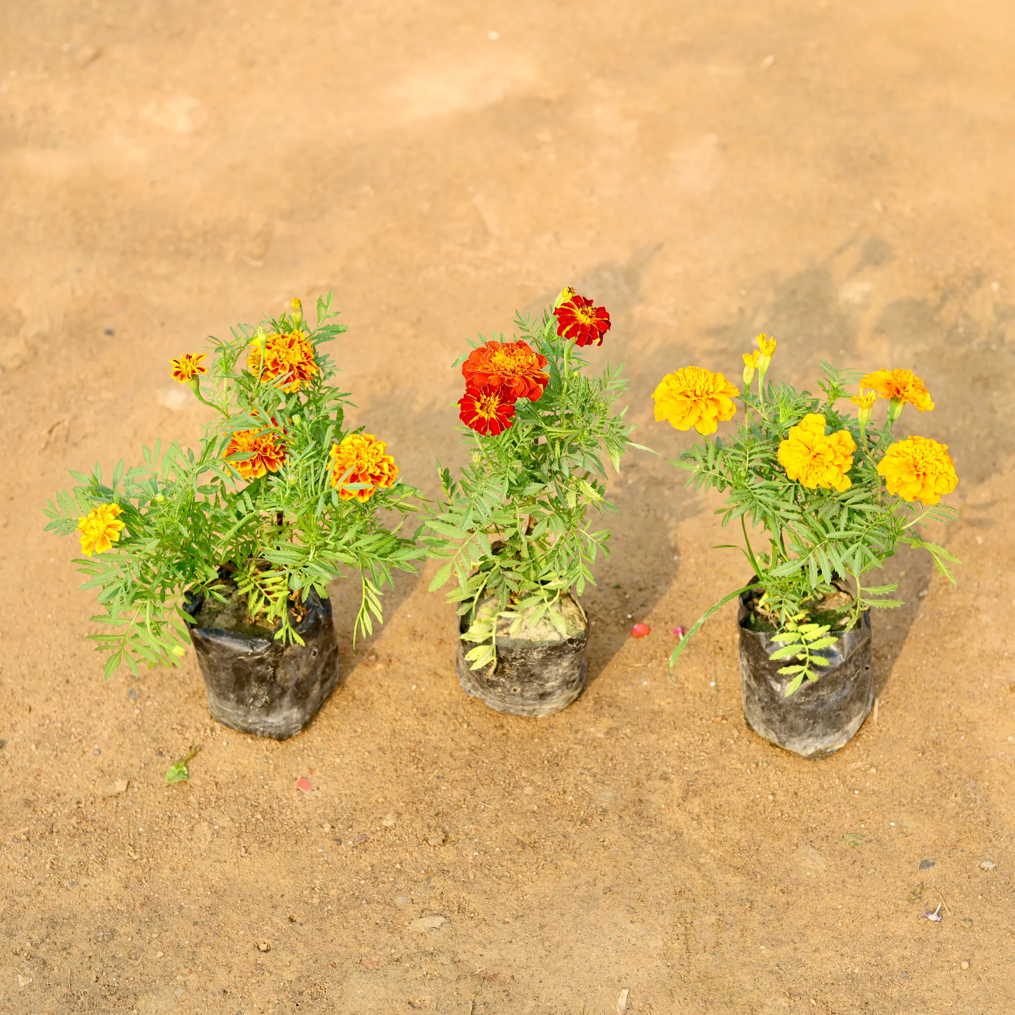Set of 3 - Marigold / Genda French (Orange, Red & Yellow) in 4 Inch Nursery Bag