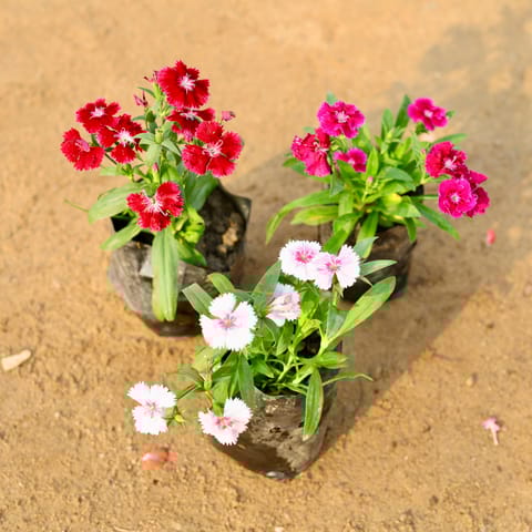 Set of 3 - Dianthus (any colour) in 4 Inch Nursery Bag