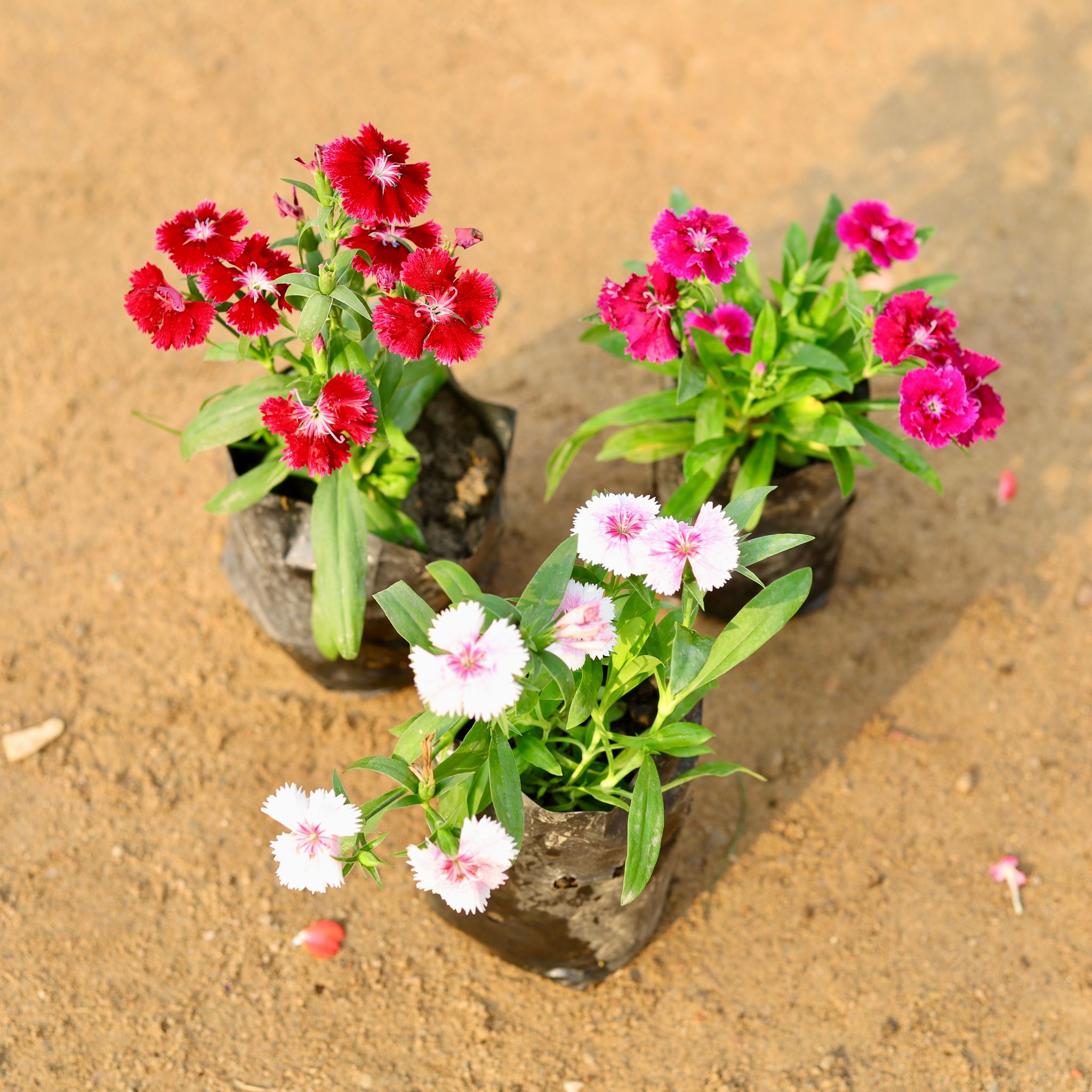 Set of 3 - Dianthus (any colour) in 4 Inch Nursery Bag