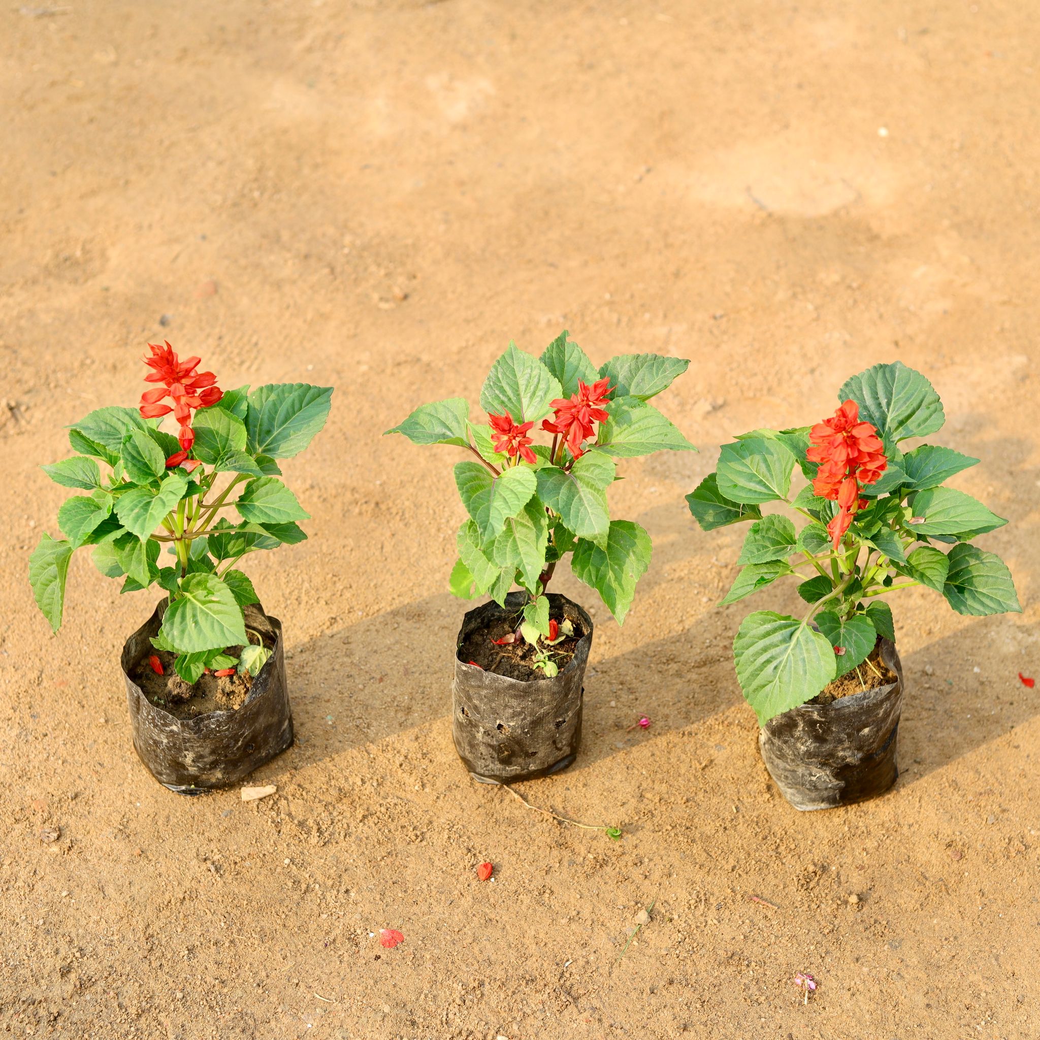 Set of 3 - Salvia (any colour) in 4 Inch Nursery Bag