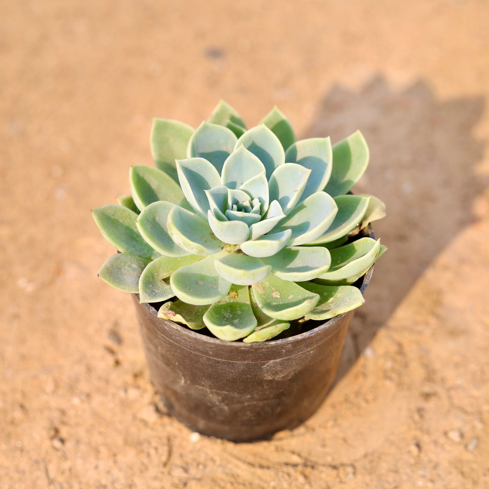 Echeveria Elegance Succulent in 3 Inch Nursery Pot