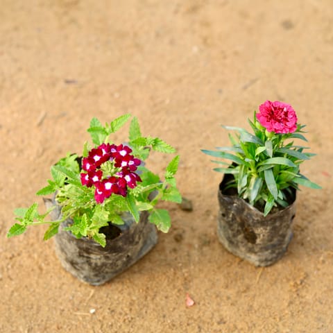 Set of 2 - Verbena & Carnation (any colour) in 4 Inch Nursery Bag