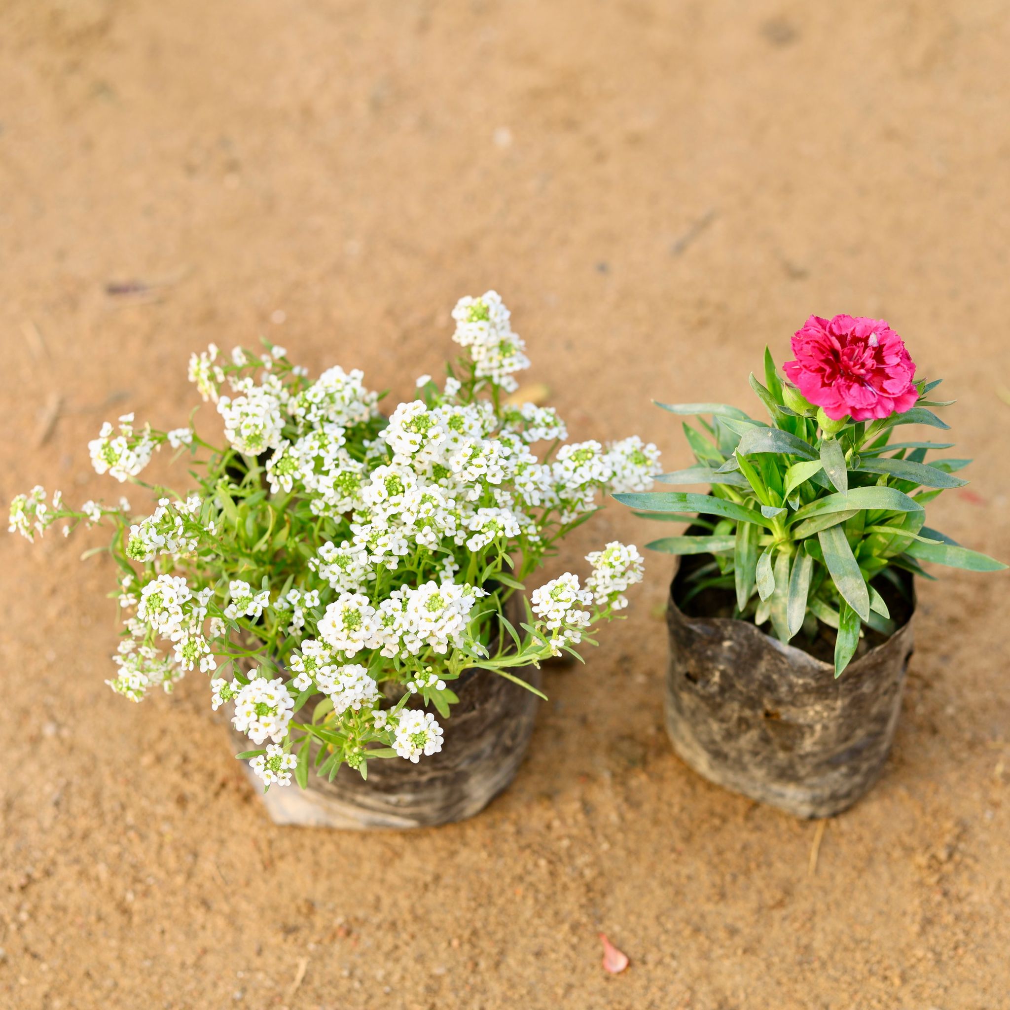 Set of 2 - Alyssum White & Carnation red in 4 Inch Nursery Bag