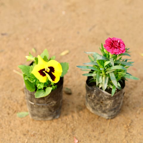 Set of 2 - Pansy & Carnation (any colour) in 4 Inch Nursery Bag