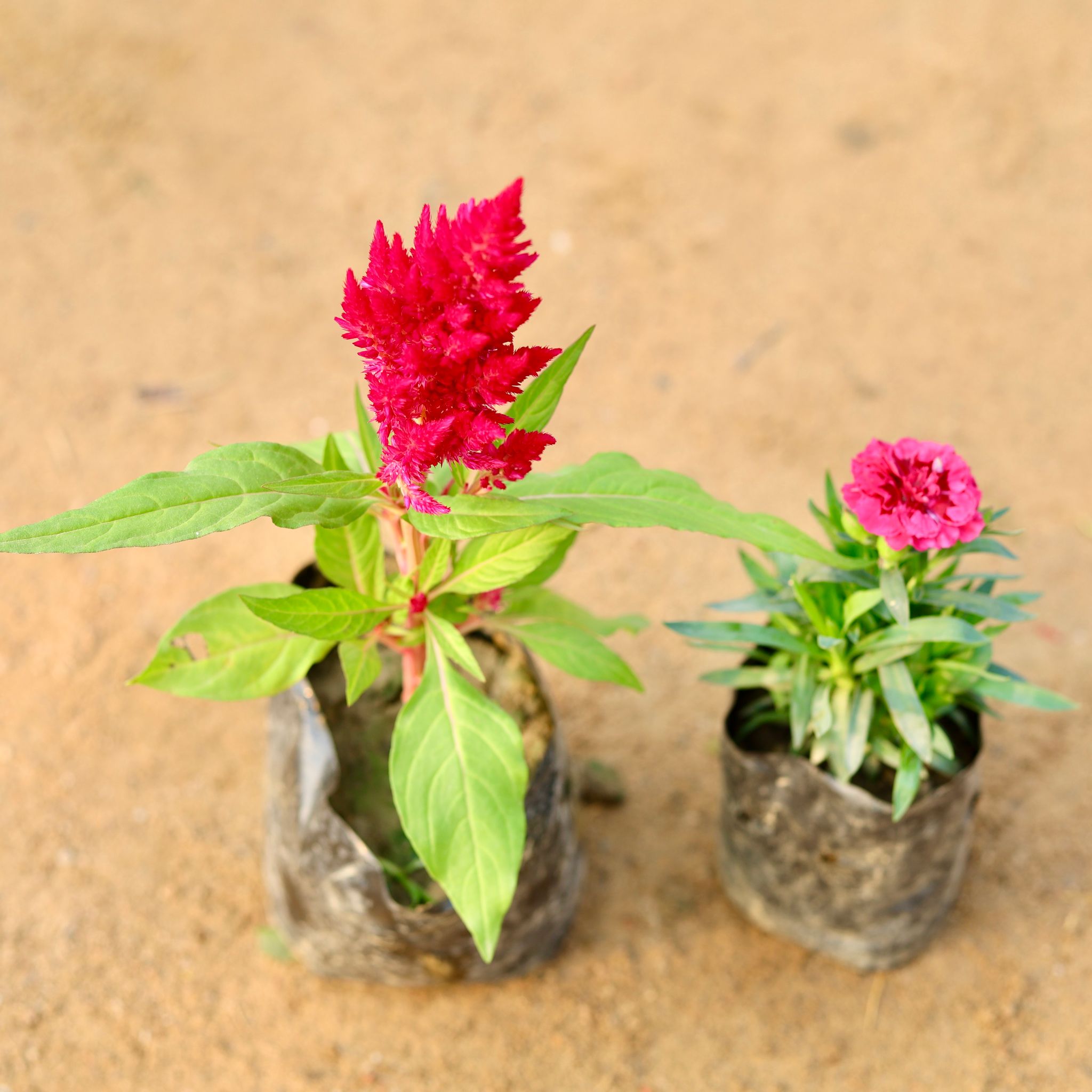 Set of 2 - Celosia & Carnation (any colour) in 4 Inch Nursery Bag