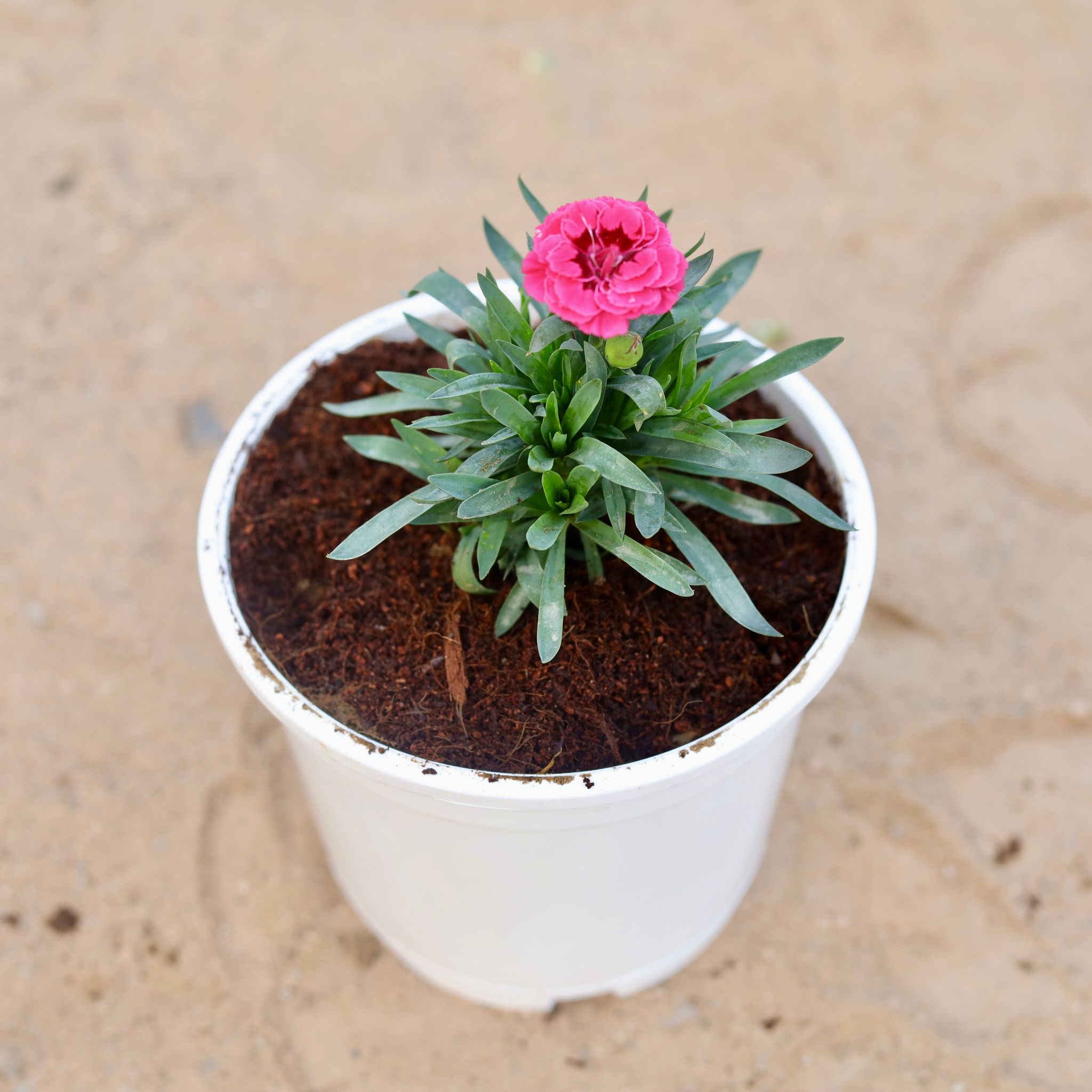 Carnation (any colour) in 4 Inch White Nursery Pot