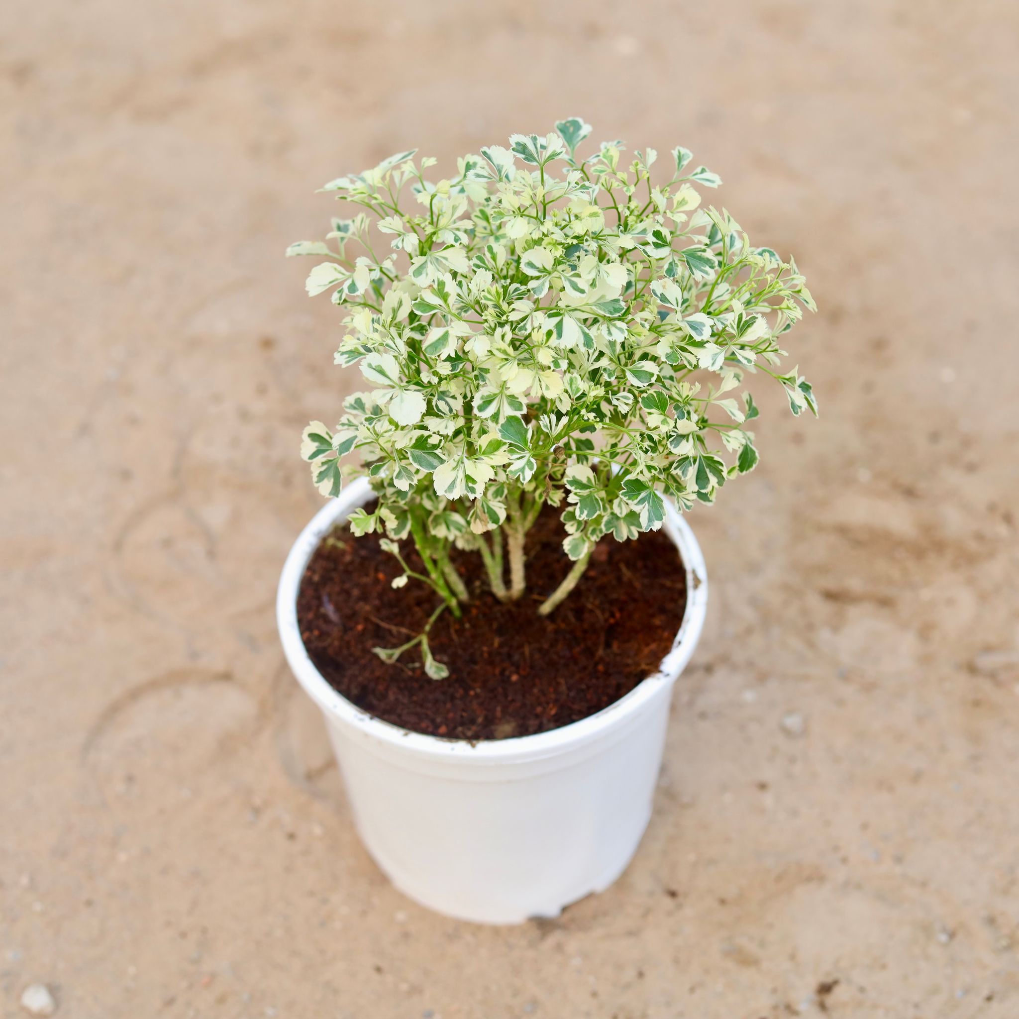 Aralia Dwarf Variegated in 6 Inch White Nursery Pot