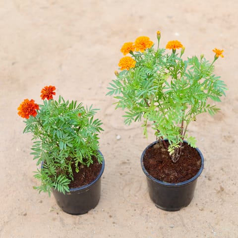 Set of 2 - Marigold / Genda French & Marigold / Genda (any colour) in 6 Inch Nursery Pot