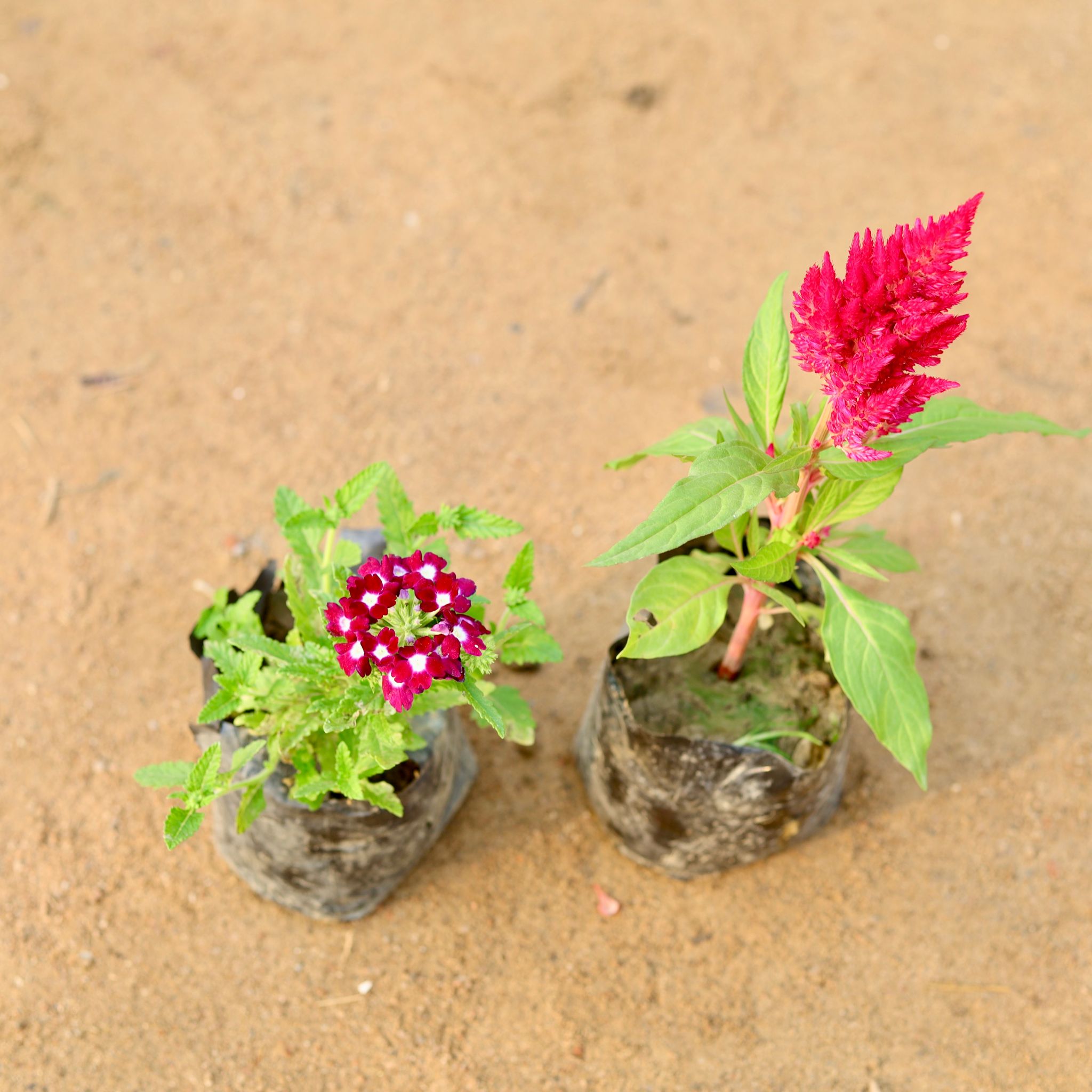 Set of 2 - Verbena & Celosia (any colour) in 4 Inch Nursery Bag