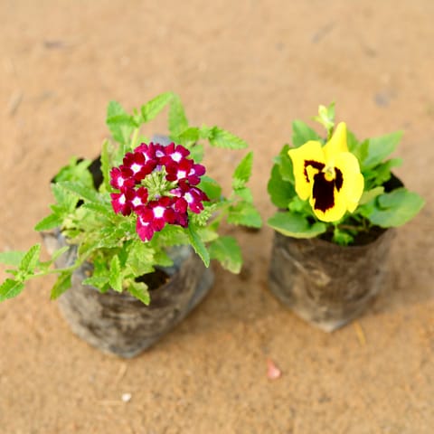 Set of 2 - Verbena & Pansy colour in 4 Inch Nursery Bag