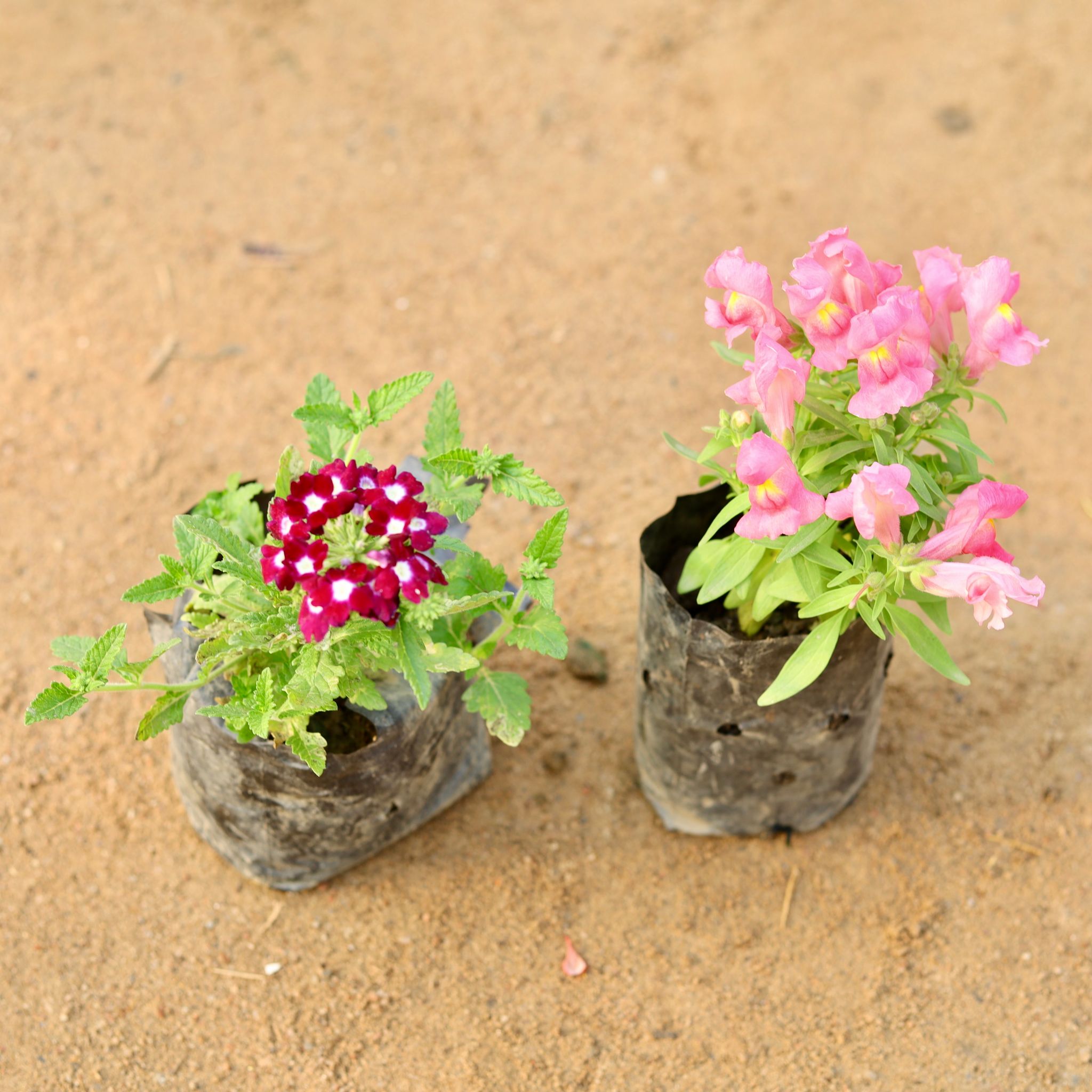 Set of 2 - Verbena & Dog Flower (any colour) in 4 Inch Nursery Bag