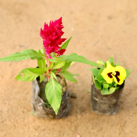 Set of 2 - Celosia & Pansy (any colour) in 4 Inch Nursery Bag