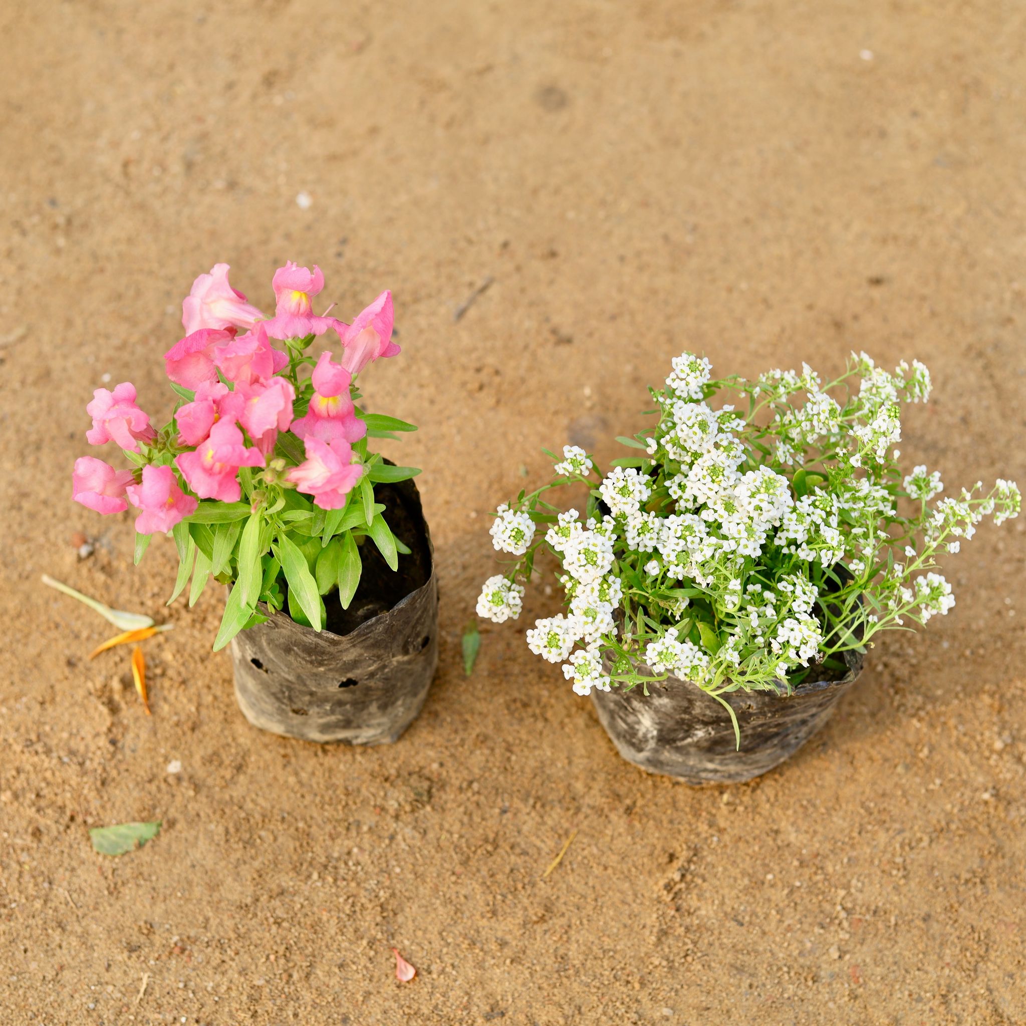 Set of 2 - Dog Flower & Alyssum (any colour) in 4 Inch Nursery Bag