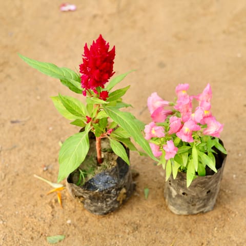 Set of 2 - Celosia & Dog Flower (any colour) in 4 Inch Nursery Bag