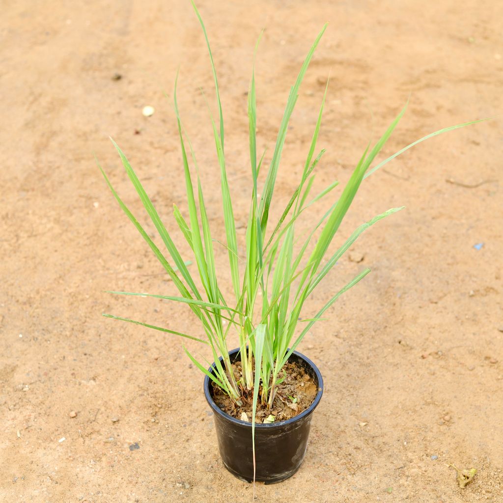 Lemon Grass in 6 Inch Nursery Pot