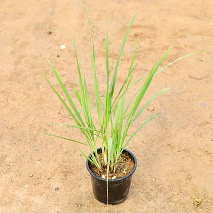 Buy Lemon Grass in 6 Inch Nursery Pot Online | Urvann.com