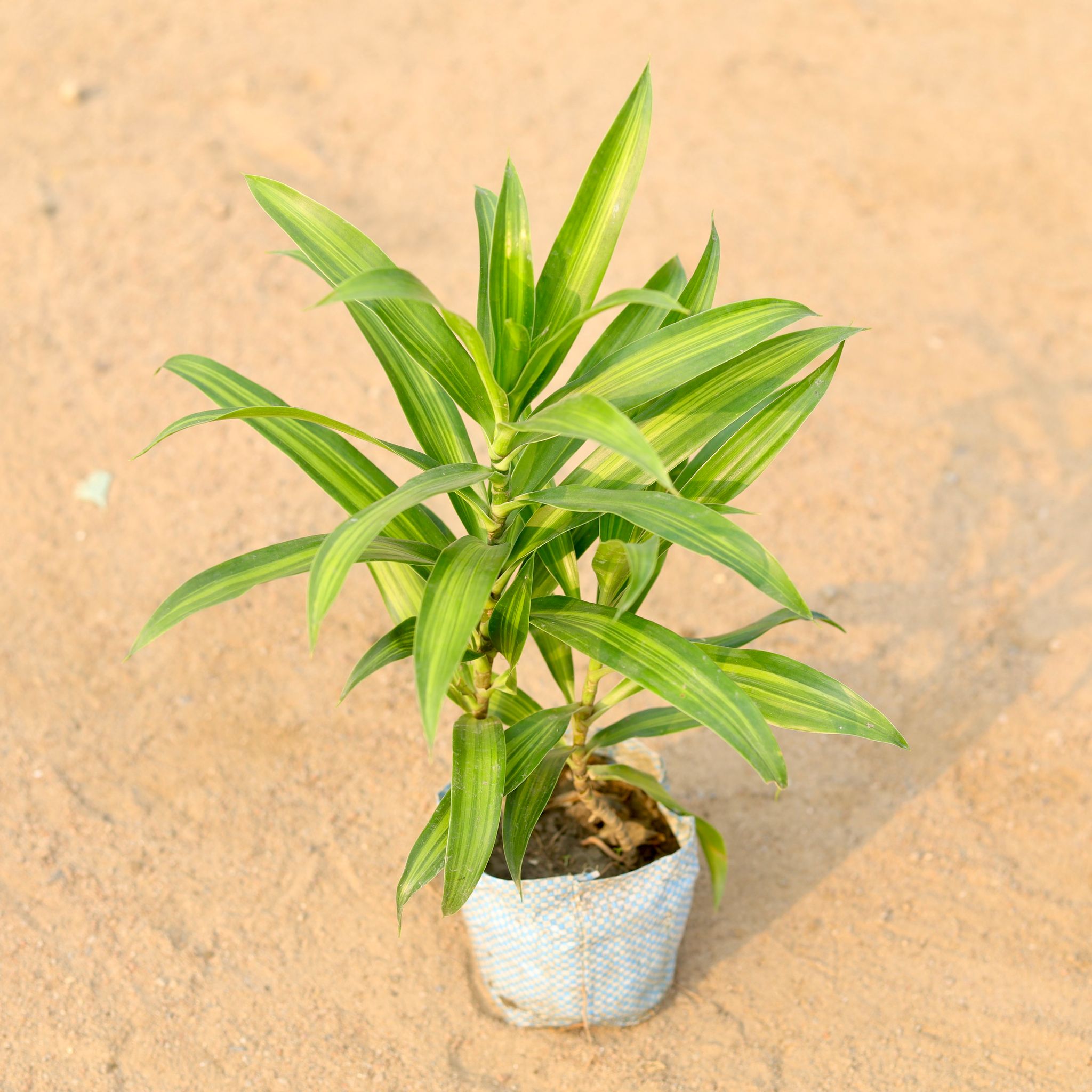 Song Of India Green / Dracaena Messenger in 4 Inch Nursery Bag
